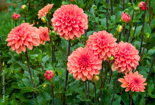 Grouping of Dahlia on a Rainy Day