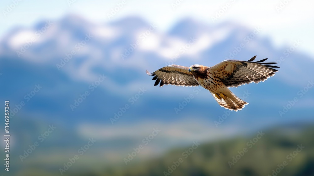Red-tailed hawk in flight over mountains. Red-tailed hawk in flight over mountains.