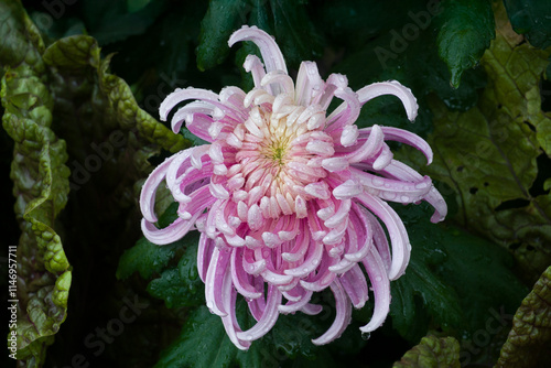 Single Purple Garden Mum on a Rainy Day