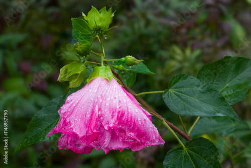 Drooping Hibiscus on a Rainy Day