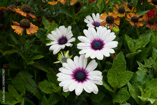 White Trailing Daisy on a Rainy Day