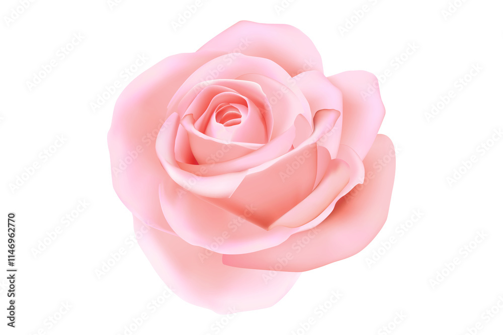 3D rose illustration on the white background 3D rose illustration on the white background
