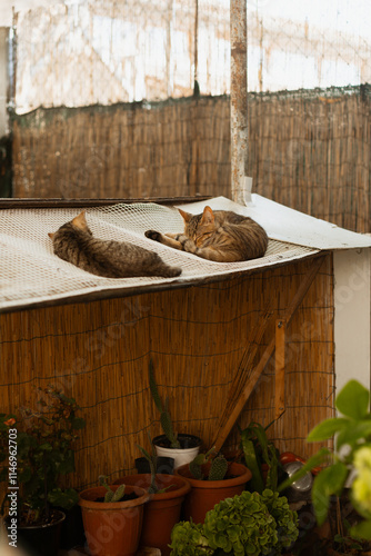 Canvas Print cats of europe
