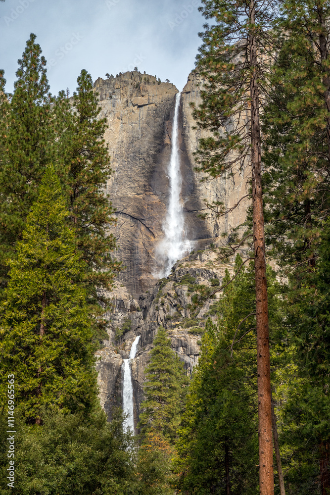 Lower Yosemite Falls in tranquil pines