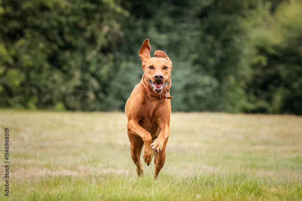 Vizsla dog in the grass field on a run at Ascot Heath