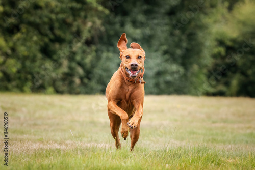 Obraz na płótnie Vizsla dog in the grass field on a run at Ascot Heath w salonie