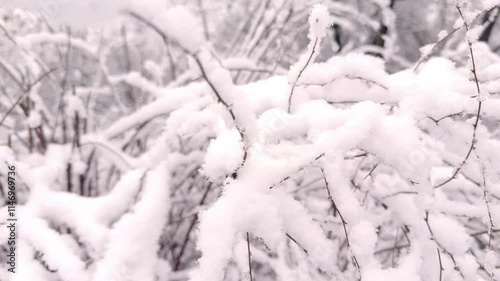 Tree branches on the background of snowfall. Flakes of snow falling down winter landscape. High quality 4k footage