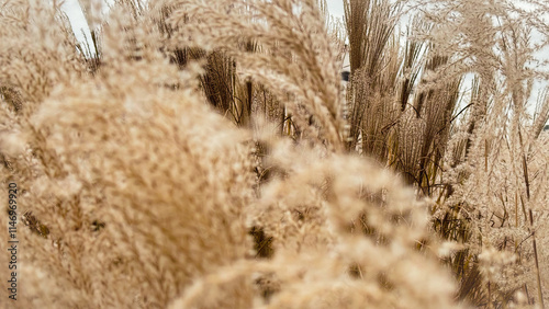 Dry plant reeds as beauty nature background, Abstract natural backdrop. Reed grass or pampas grass outdoors with daylight, life style nature scene, organic design wide banner. Soft selective focus photo