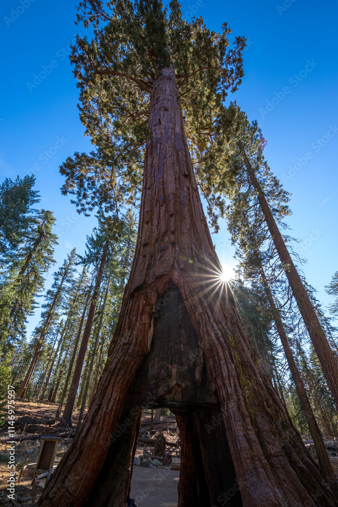California Tunnel Tree