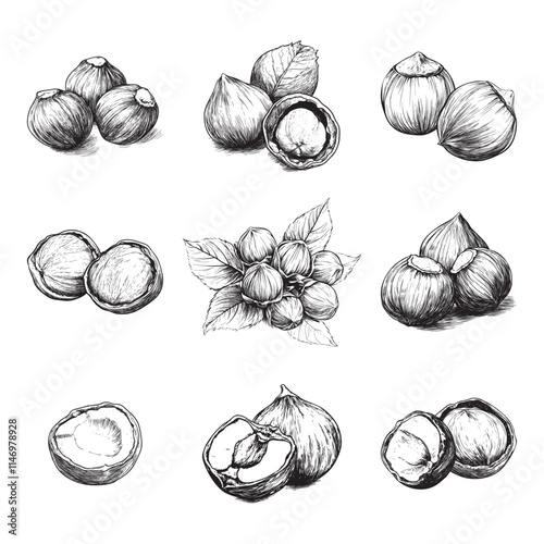 Set of hazelnut vector illustrations - hand drawn hazelnut - black and white hazelnut isolated on white background