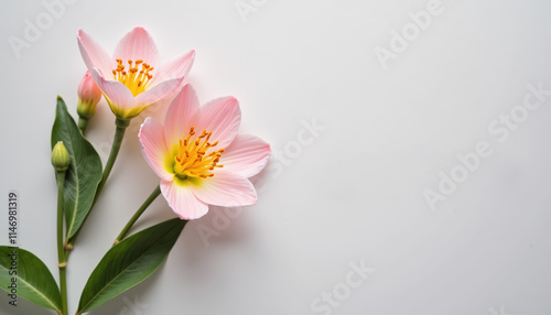 Charming white Lilies on a soft white background, ideal for romantic text overlays and special occasions.