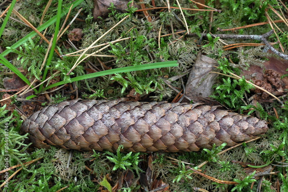 Fototapeta premium Pine cone on the ground in a Swedish forest. September 2024.