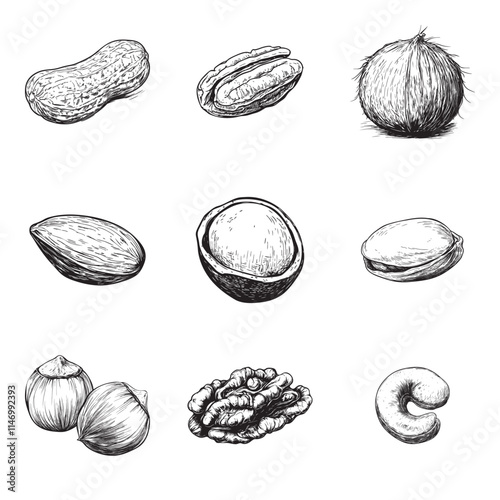 Set of nuts vector illustrations - hand drawn nuts - black and white nuts isolated on white background 