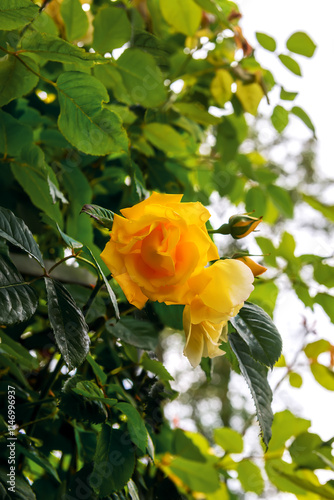 Rose Golden Gate, the climbing rose with golden yellow flowers and with the pleasant, lemony scent