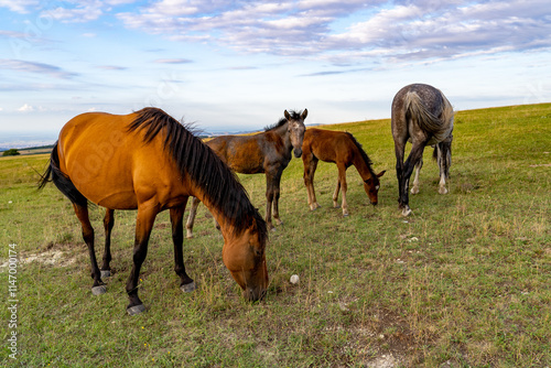 Four horses including two foals are grazing peacefully on a green pasture, with rolling hills and a vibrant sky in the background during afternoon light
