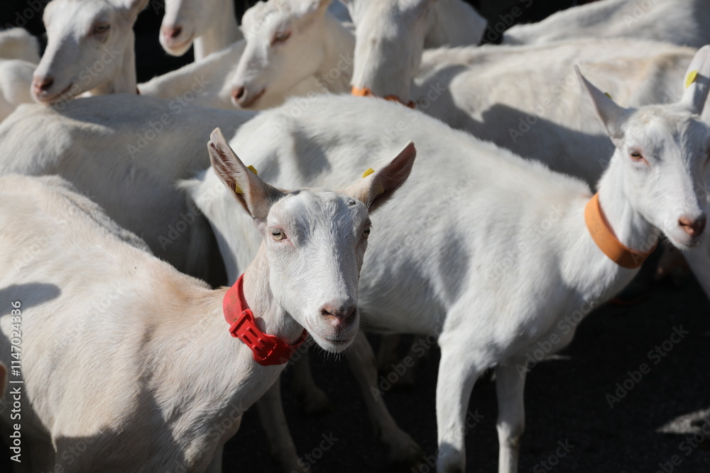 Obraz premium herd of goats from Switzerland