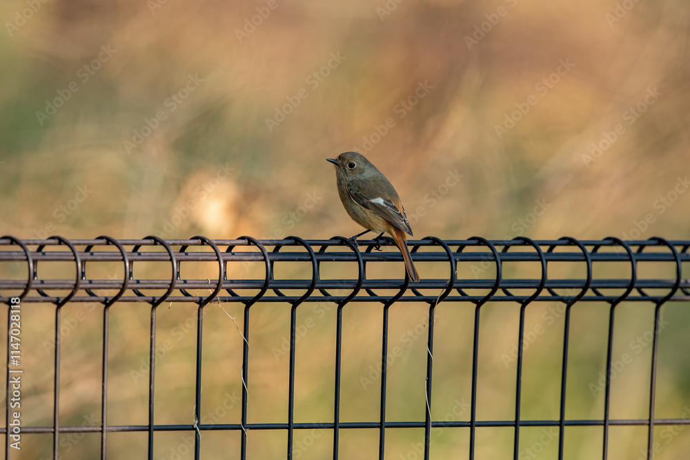 Daurian Redstart wintering in Japan's city parks