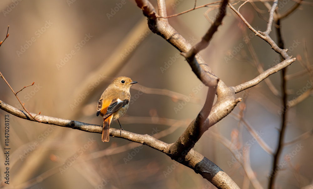 Daurian Redstart wintering in Japan's city parks Daurian Redstart wintering in Japan's city parks