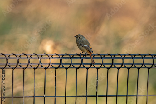 Obraz na płótnie Daurian Redstart wintering in Japan's city parks w salonie