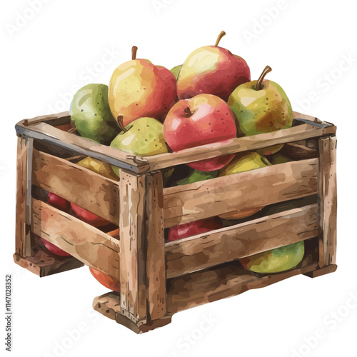 A watercolor vector of a rustic wooden crate filled with apples and pears, isolated on a white background. 