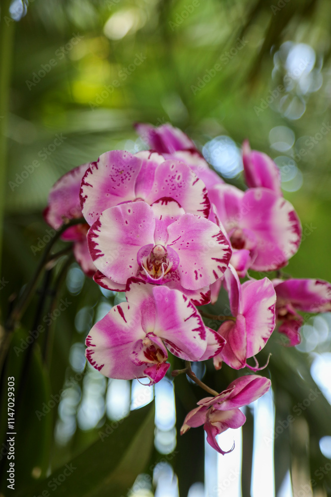 Fototapeta premium The Island of Mainau, also known as the 