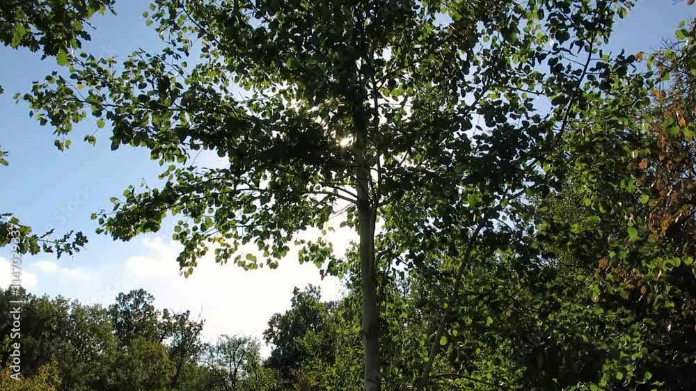 A vibrant tree with lush green leaves stands tall, as sunlight creates a starburst effect through its branches. The background features a bright blue sky and a forested landscape. A vibrant tree with lush green leaves stands tall, as sunlight creates a starburst effect through its branches. The background features a bright blue sky and a forested landscape.