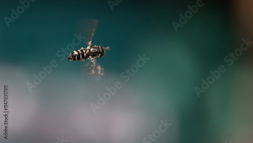 Syrphid fly - Paragus pecchiolii photo