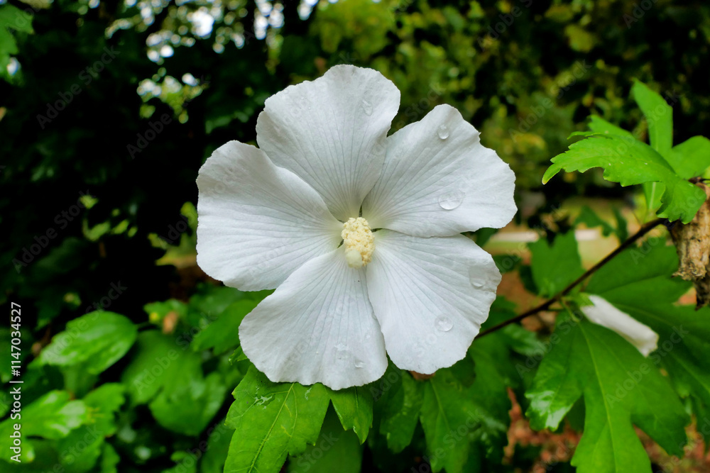 Close up of a white Hibiscus flower with a fully developed pistil following rainfall
Close up of a white Hibiscus flower with a fully developed pistil following rainfall
Close up of a white Hibiscus flower with a fully developed pistil following rainfall
Close up of a white Hibiscus flower with a fully developed pistil following rainfall