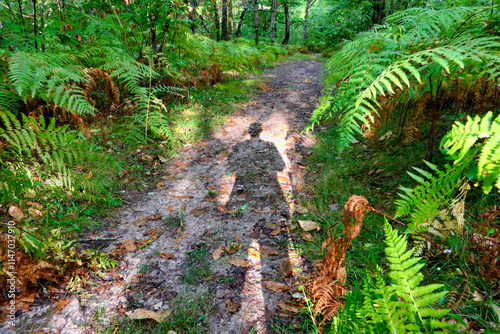 Eerie picture of a shadow man on a woodland path
 photo