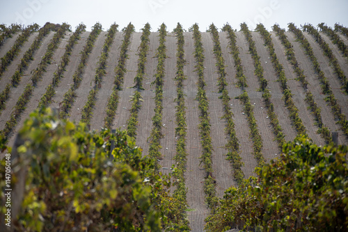 Landscape with famous sherry wines grape vineyards in Andalusia, Spain, sweet pedro ximenez or muscat, or palomino grape plants, used for production of jerez, sherry sweet and dry wines photo