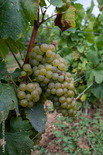 Wallpaper Mural Bunches of ripe white chardonnay wine grapes on Cote des Blancs ready for harvest. View on green grand cru vineyards around Cramant and Avize, region Champagne, France Torontodigital.ca