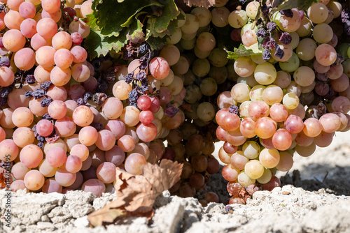 Harvest on famous sherry wines grape vineyards in Andalusia, Spain, sweet pedro ximenez or muscat, or palomino grapes, used for production of jerez, sherry sweet and dry wines photo