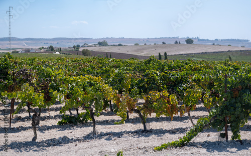 Harvest on famous sherry wines grape vineyards in Andalusia, Spain, sweet pedro ximenez or muscat, or palomino grapes, used for production of jerez, sherry sweet and dry wines photo