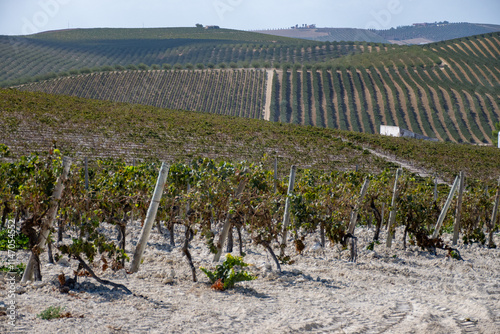 Landscape with famous sherry wines grape vineyards in Andalusia, Spain, sweet pedro ximenez or muscat, or palomino grape plants, used for production of jerez, sherry sweet and dry wines photo