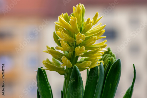 Hyacinthus orientalis ornamental beautiful springtime flowering plant, group of colorful bright flowers in bloom