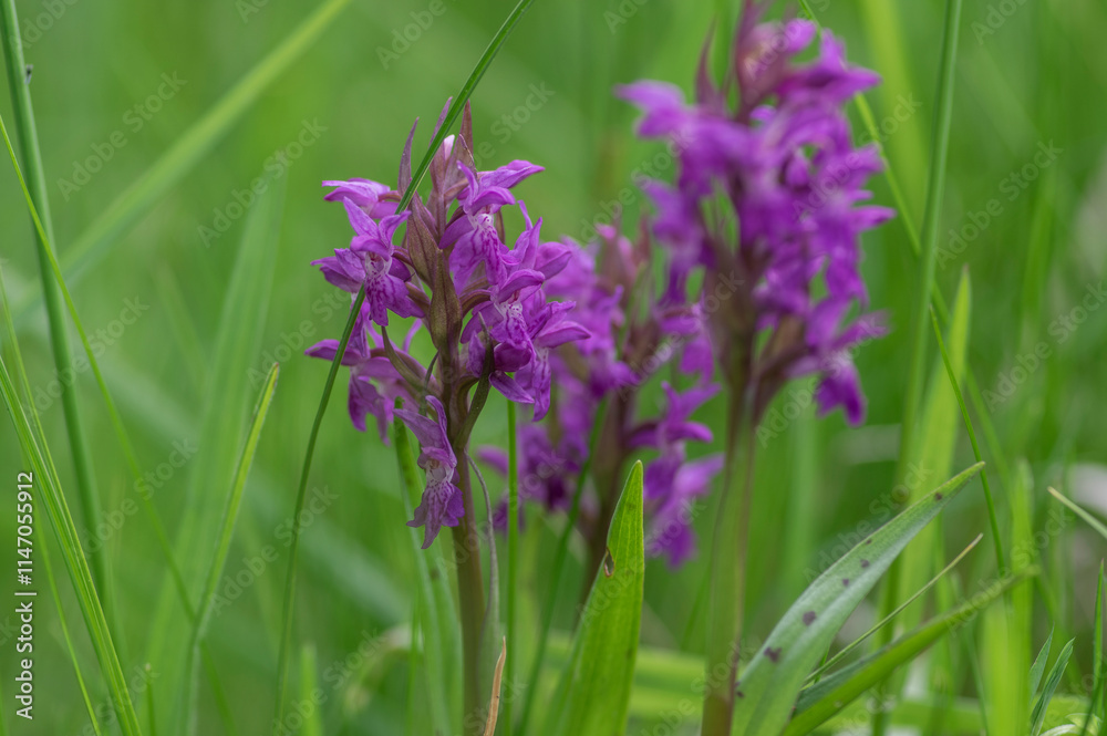 Naklejka premium Dactylorhiza majalis wild flowering orchid flowers on meadow, group of bright purple flowers in bloom