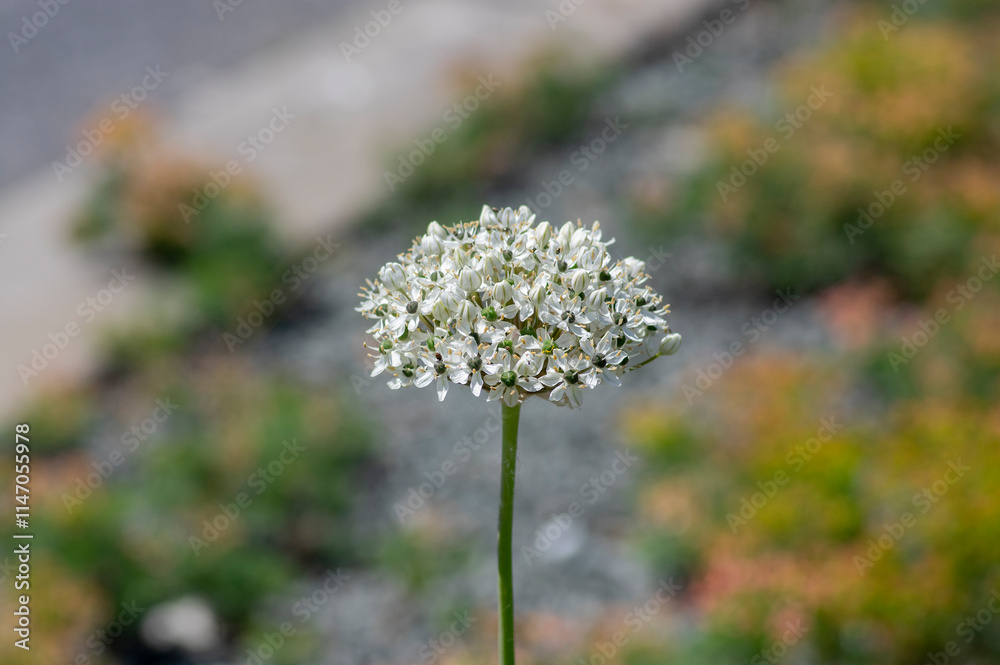 Obraz premium Allium nigrum black broad-leaved broadleaf garlic white flowering plant, ornamental beautiful garden flowers in bloom