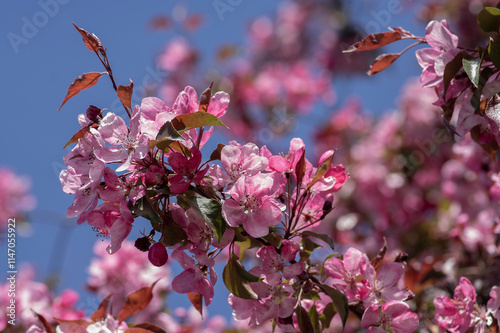 Ornamental malus apple tree plant flowering during springtime, toringo scarlet bright purple leaves and pink flowers in bloom photo