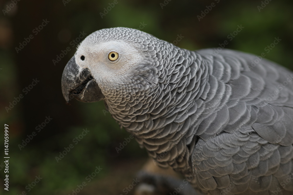 Fototapeta premium portrait of a parrot