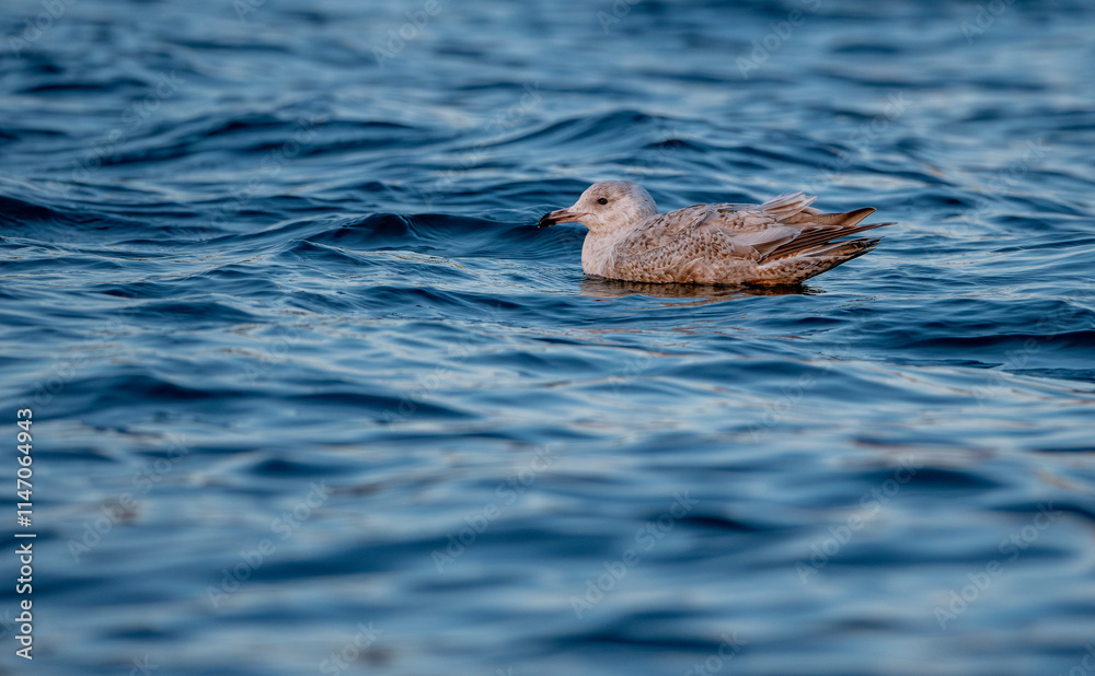 Northern silver gull swimming in the sea