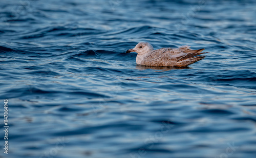 Obraz na płótnie Northern silver gull swimming in the sea w salonie