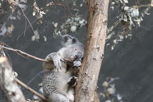 Canvas Print koala sleeping in a tree