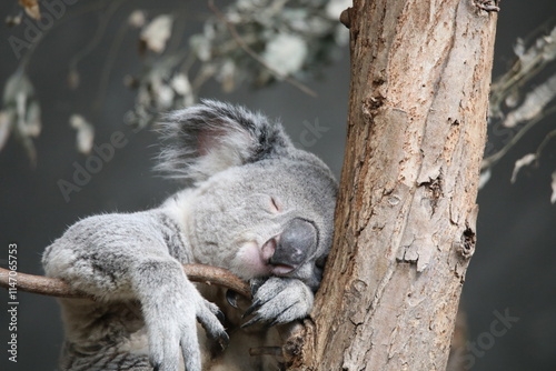 Photography koala sleeping in a tree