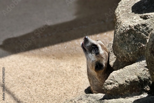 岩陰から顔を出して見上げるミーアキャット photo