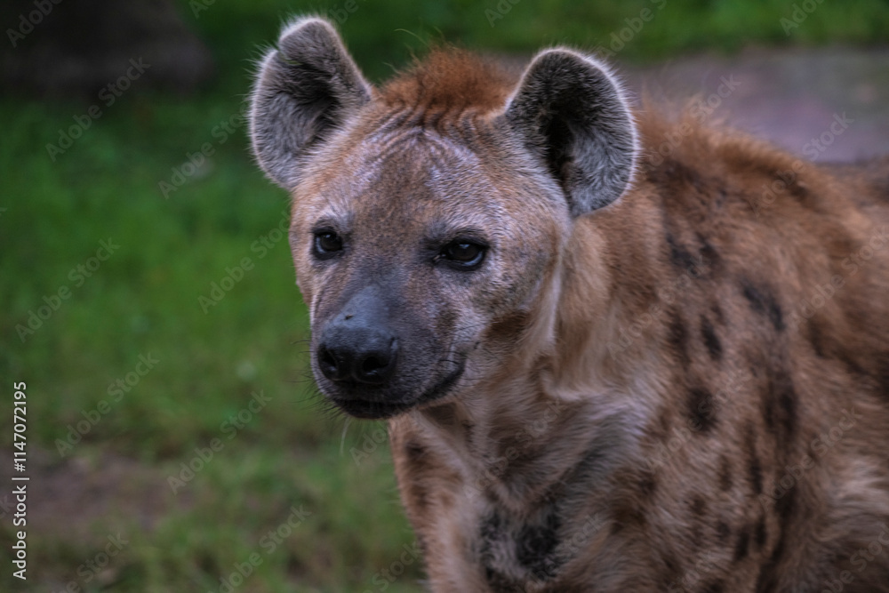 .photographs of African hyenas in nature in their natural habita .photographs of African hyenas in nature in their natural habita