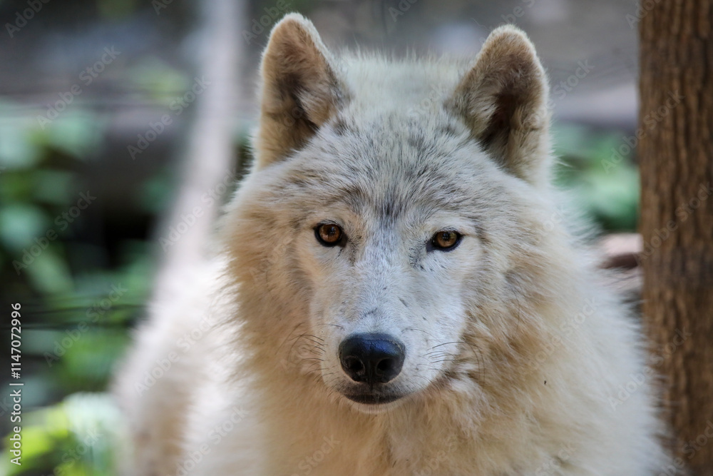 wolf in the zoo wolf in the zoo