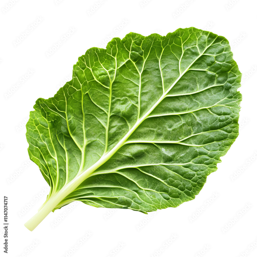 a single leaf of cabbage white background isolated a single leaf of cabbage white background isolated