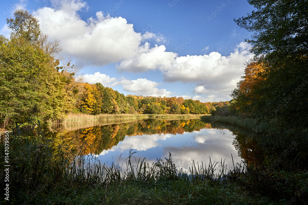Fototapeta premium lake shore covered with reeds and trees in summer