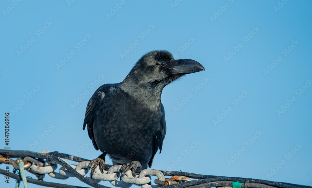 Close-up of a raven standing in full view