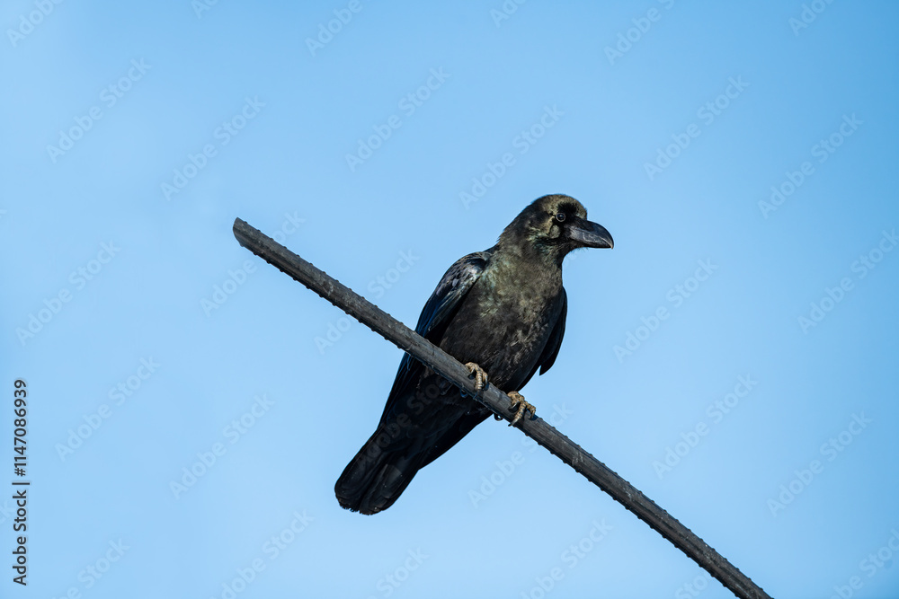 Close-up of a raven standing in full view